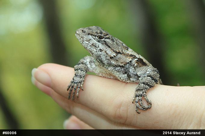 Eastern Fence Lizard