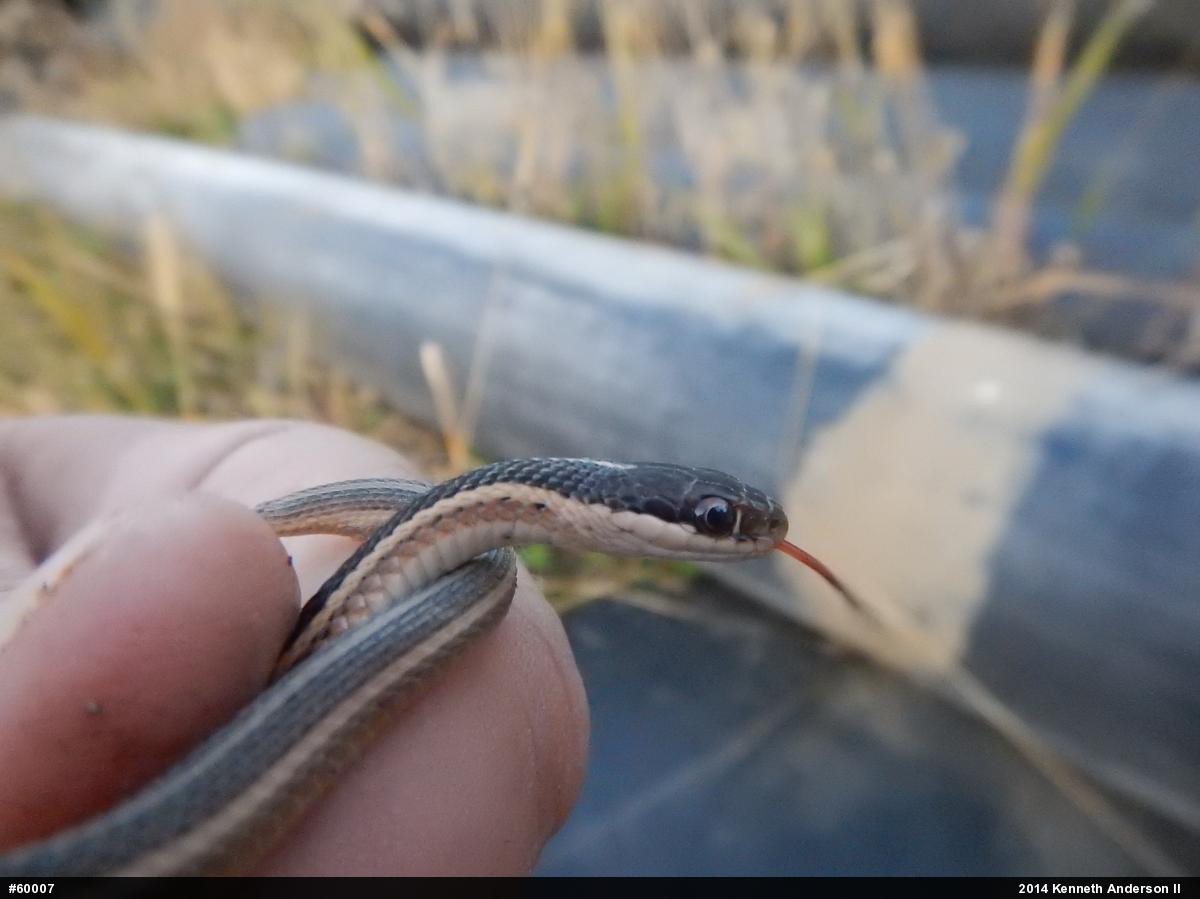 Northern Ribbonsnake