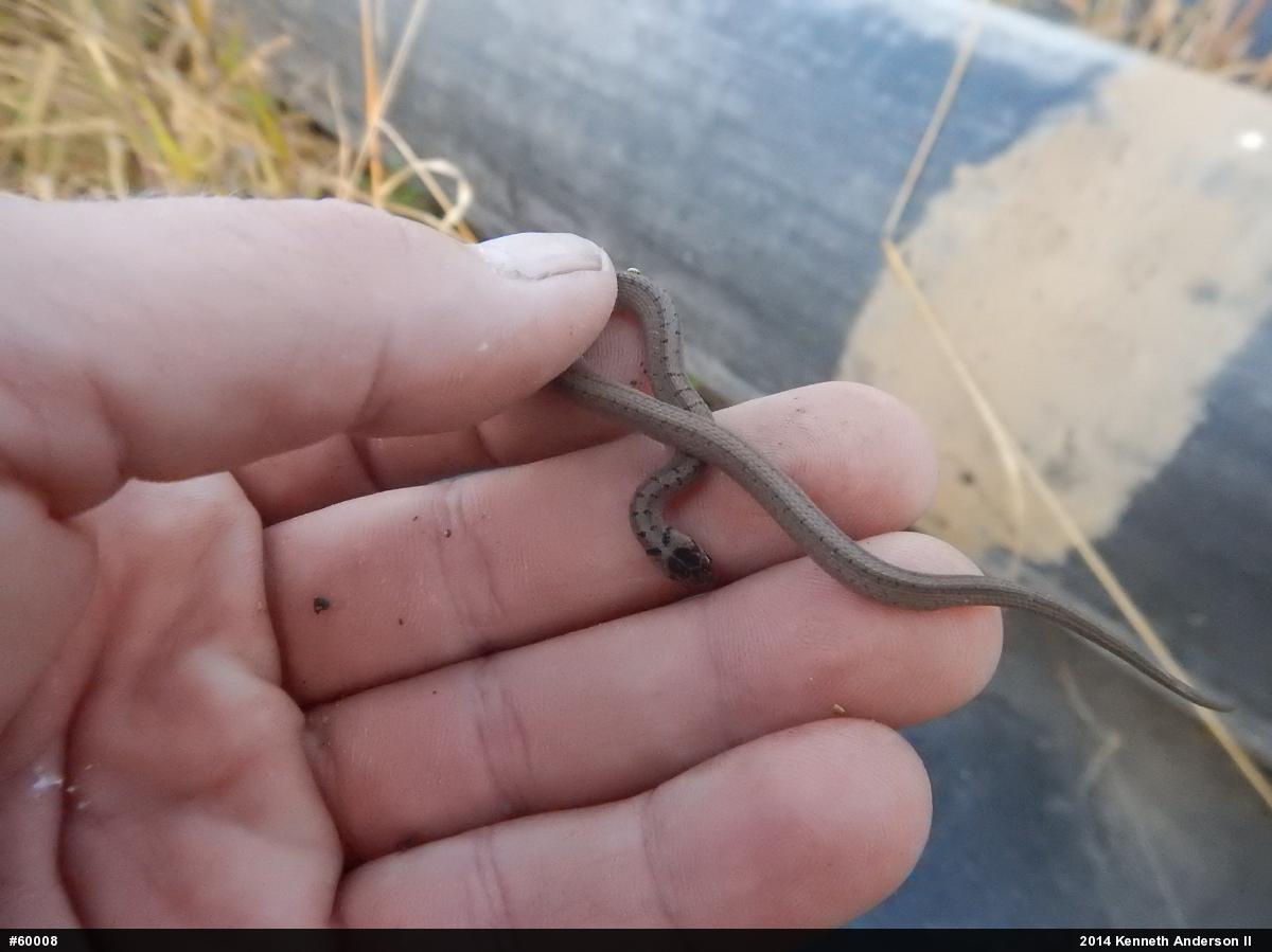 Dekay's Brownsnake