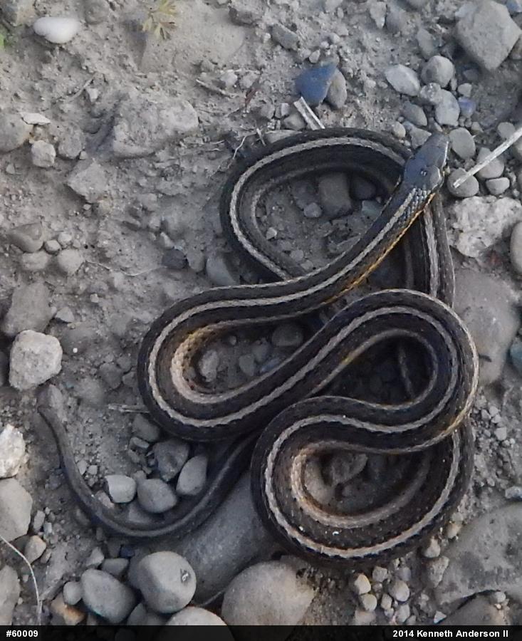 Shorthead Gartersnake