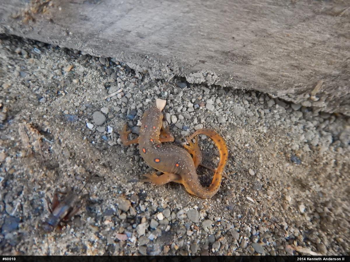 Red-spotted Newt