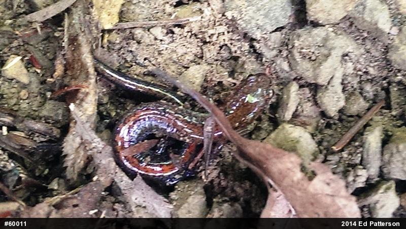 Eastern Red-backed  Salamander