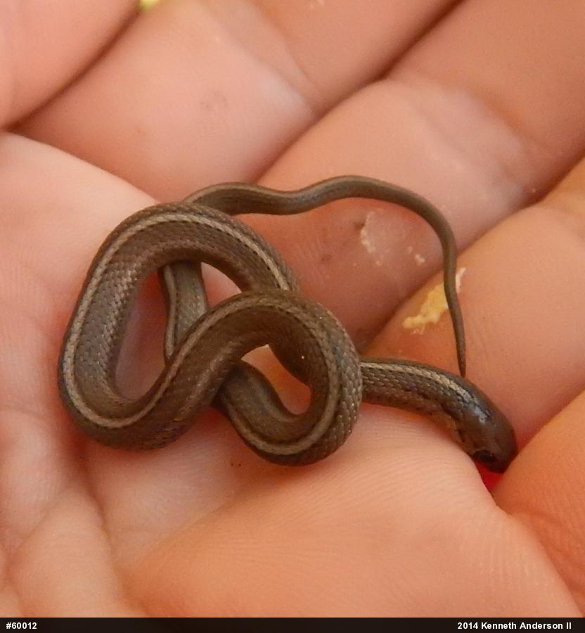 Shorthead Gartersnake