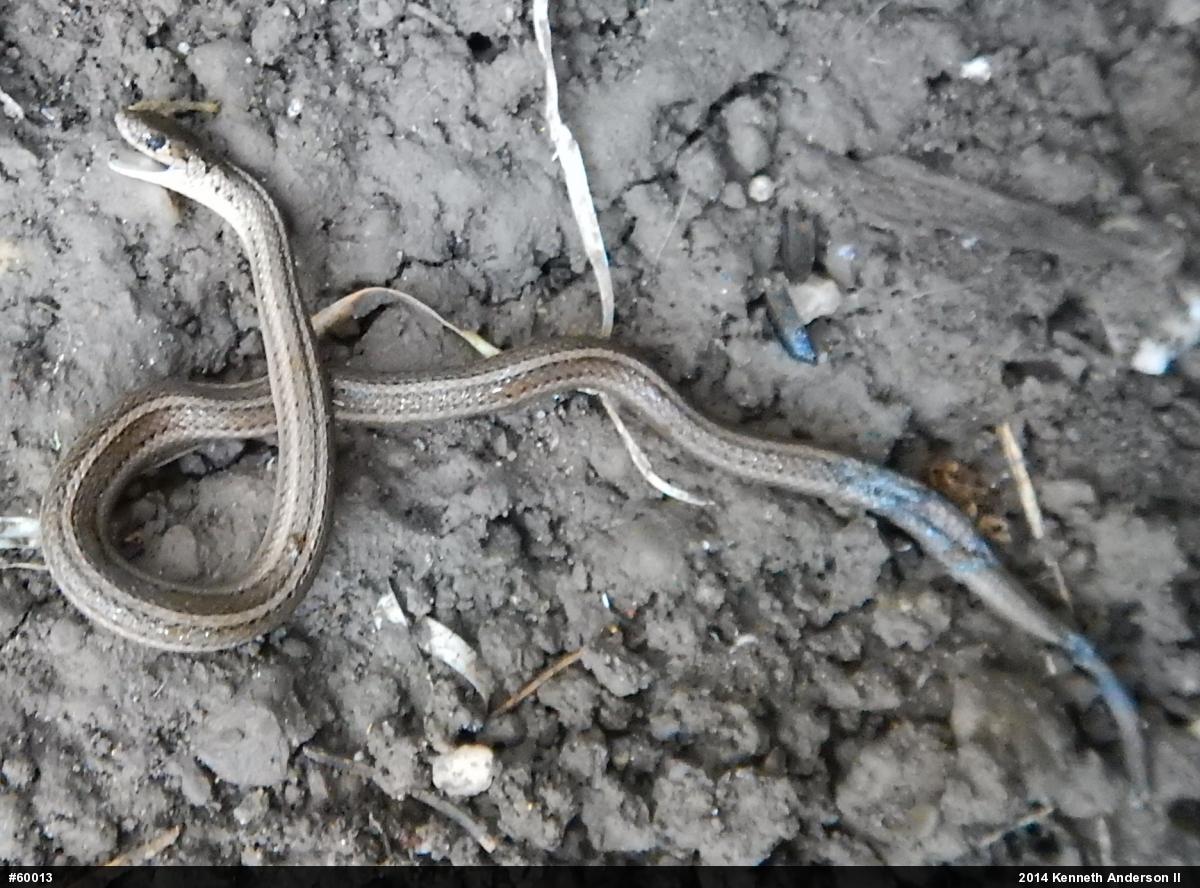 Shorthead Gartersnake
