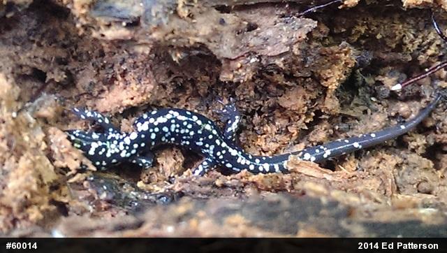 Northern Slimy Salamander