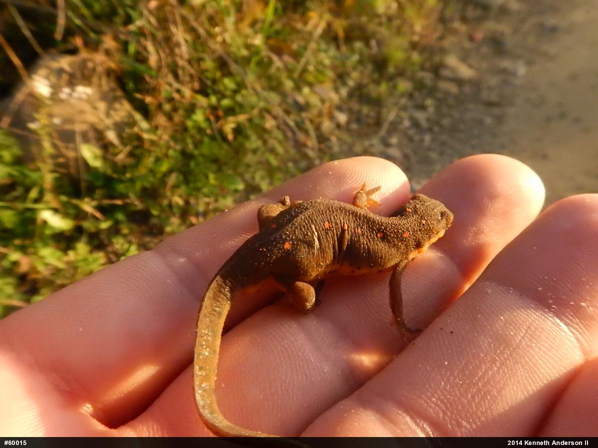 Red-spotted Newt