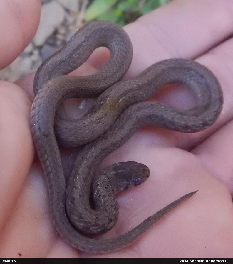 Dekay's Brownsnake
