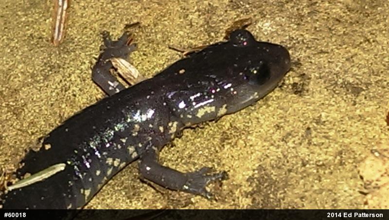 Wehrle's Salamander