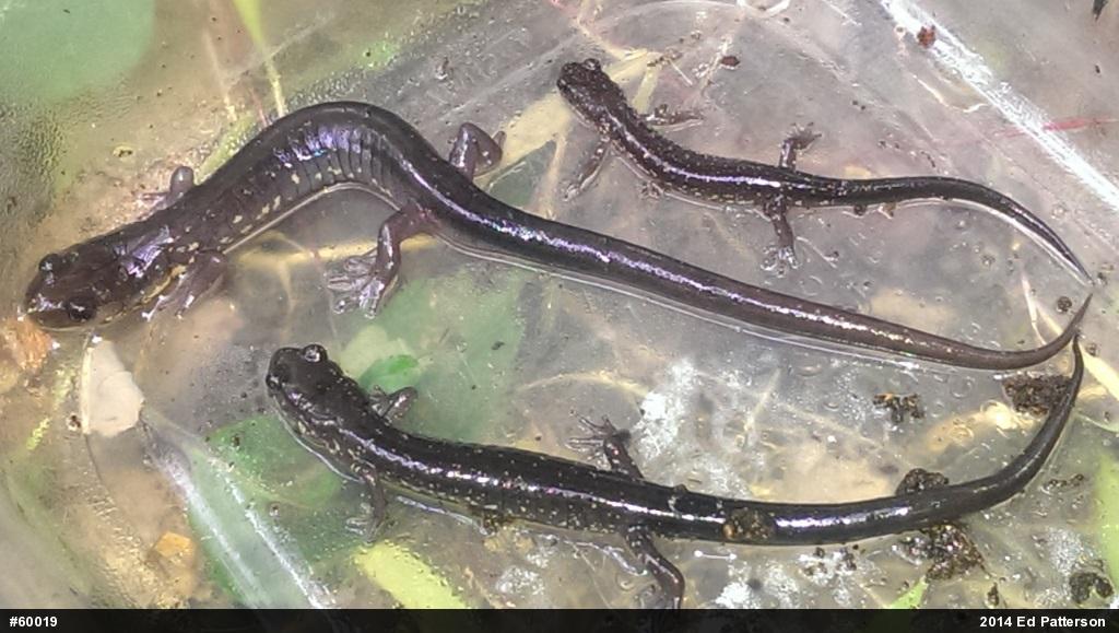 Wehrle's Salamander