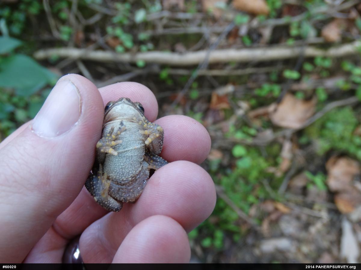 Eastern American Toad