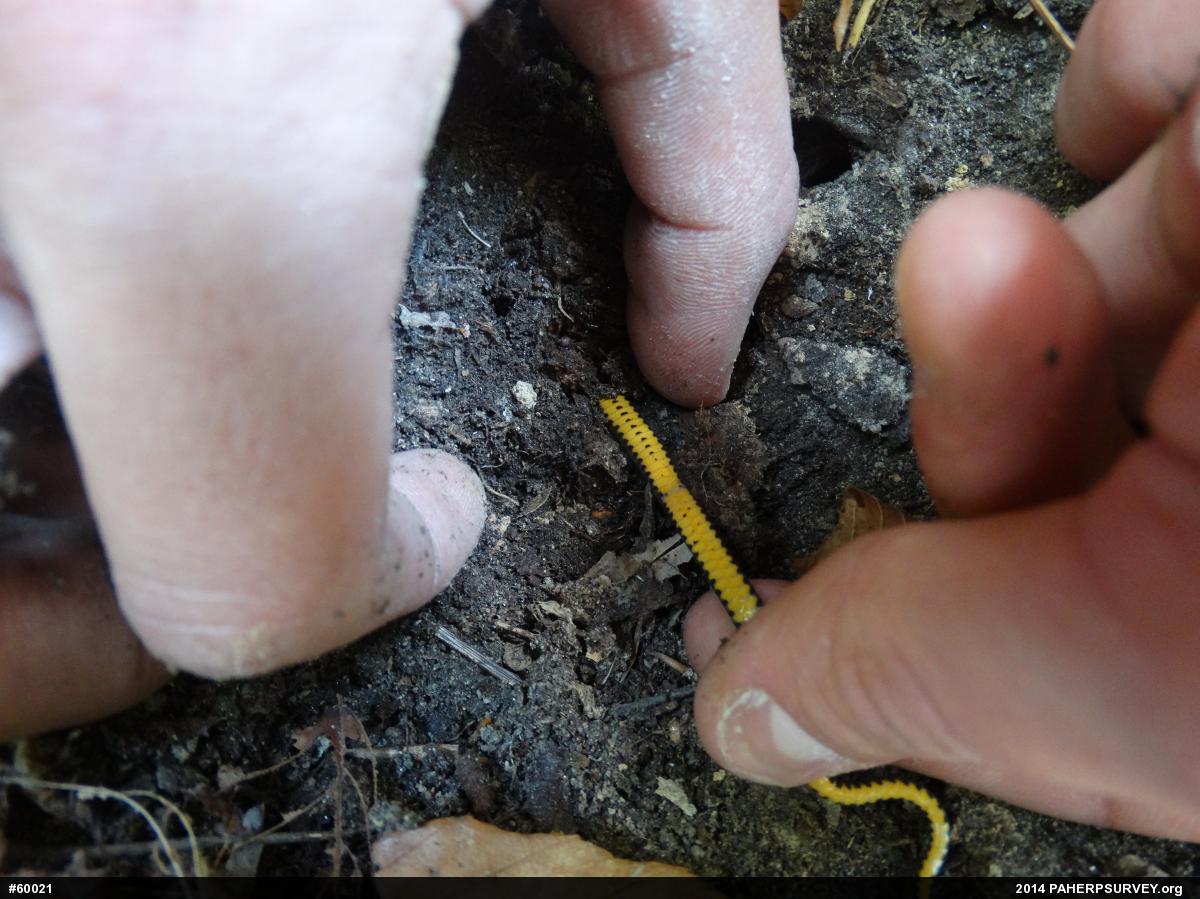Northern Ring-necked Snake