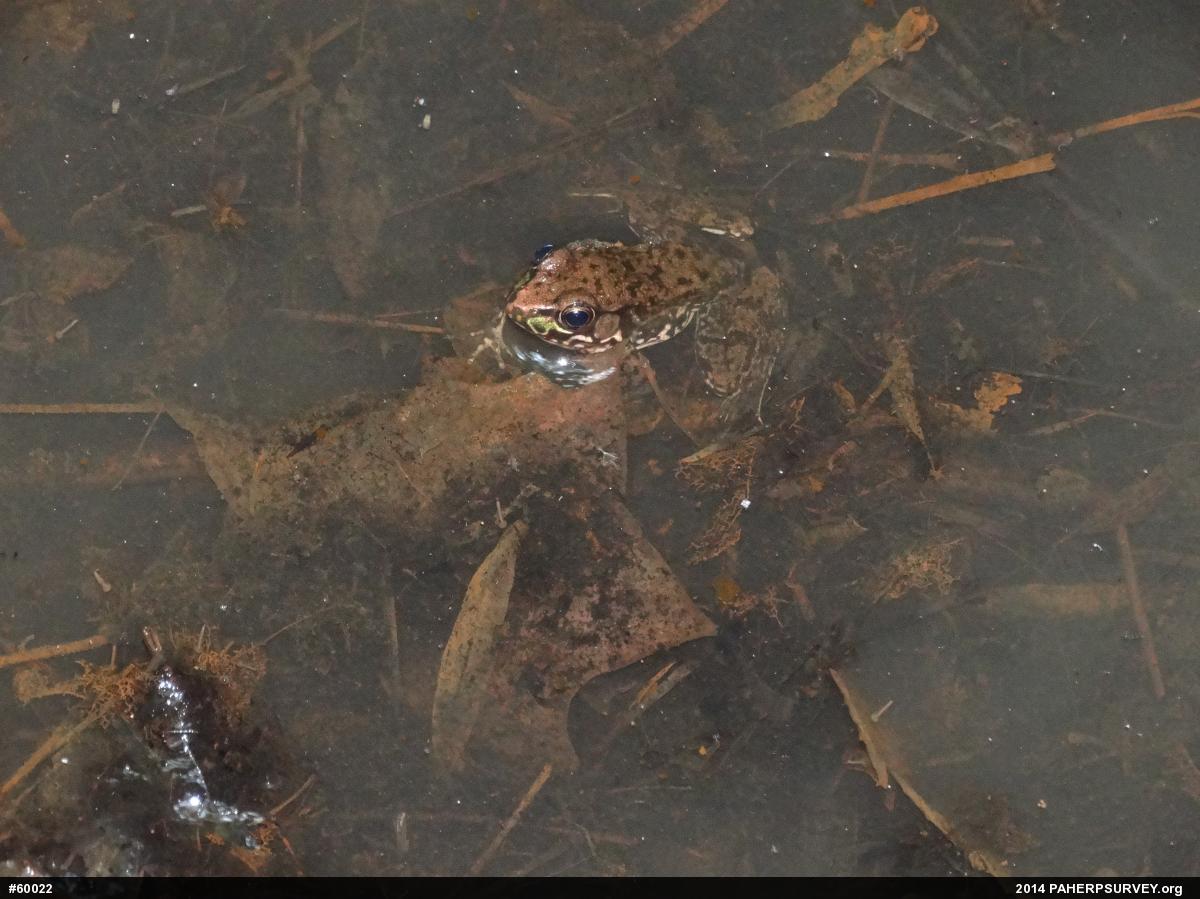 Green Frog
