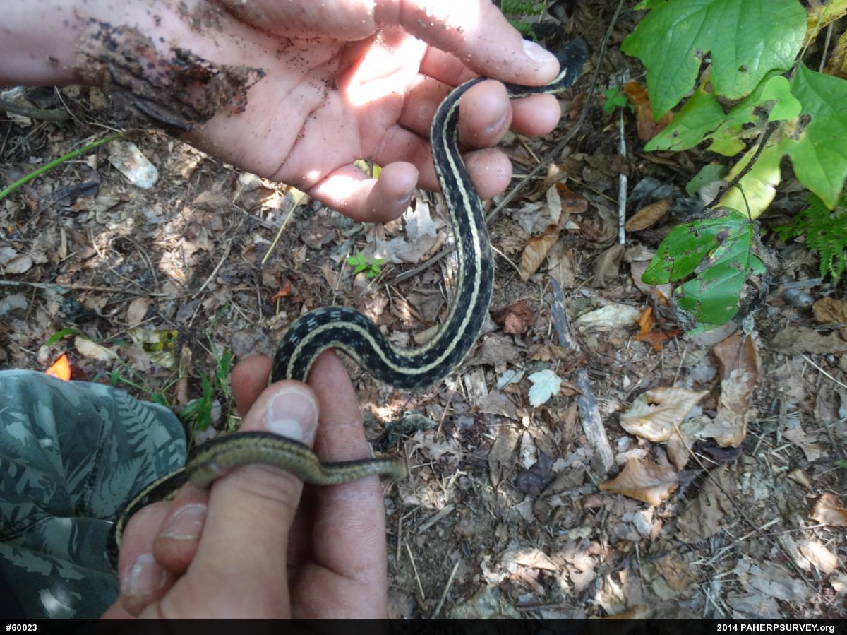 Eastern Gartersnake
