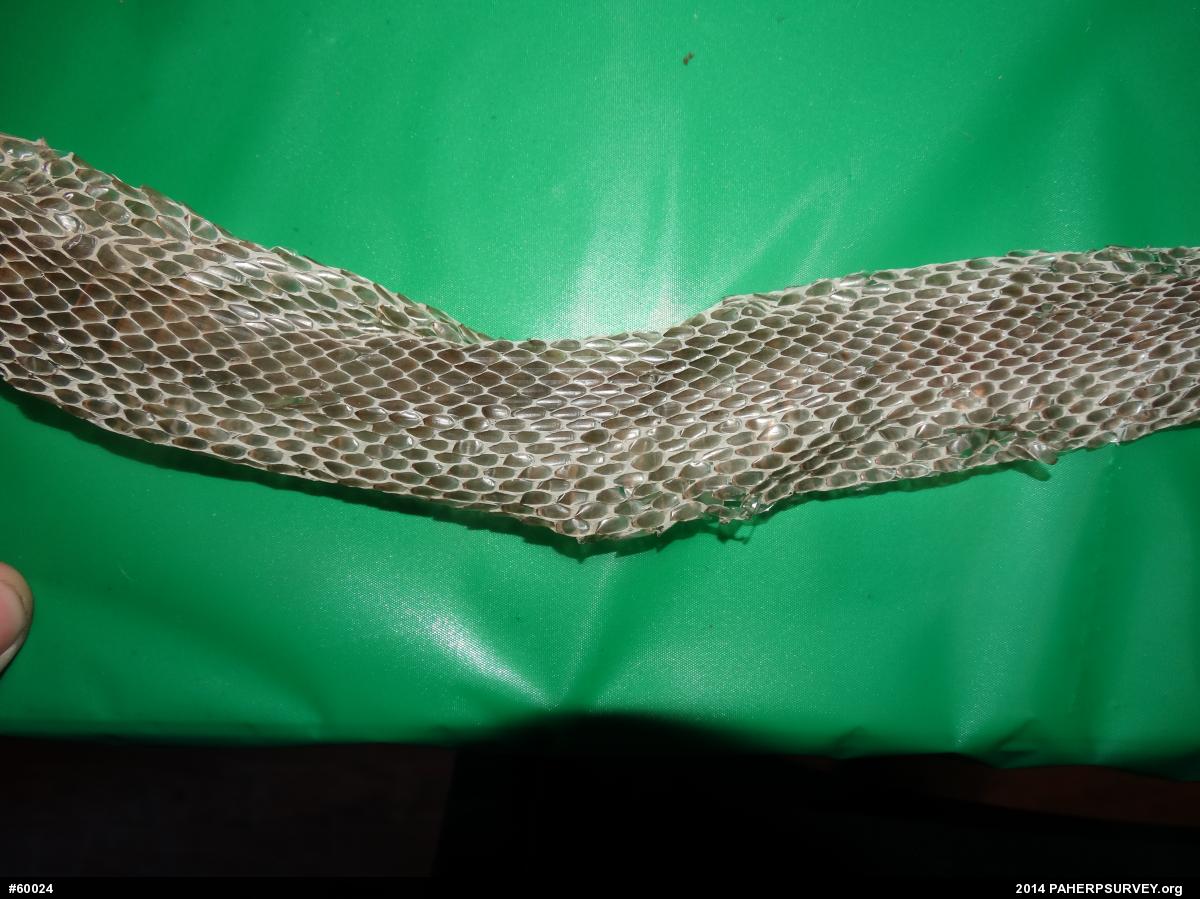 Eastern Ratsnake