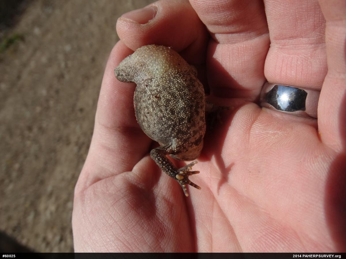 Eastern American Toad