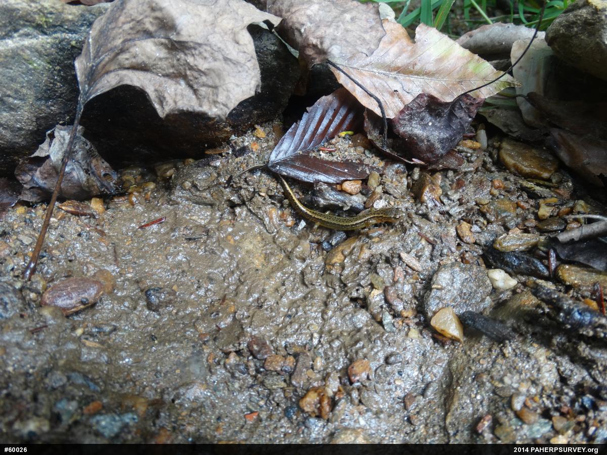 Northern Two-lined Salamander
