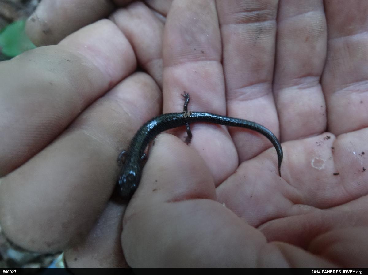Eastern Red-backed  Salamander
