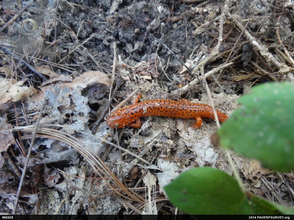 Northern Red Salamander