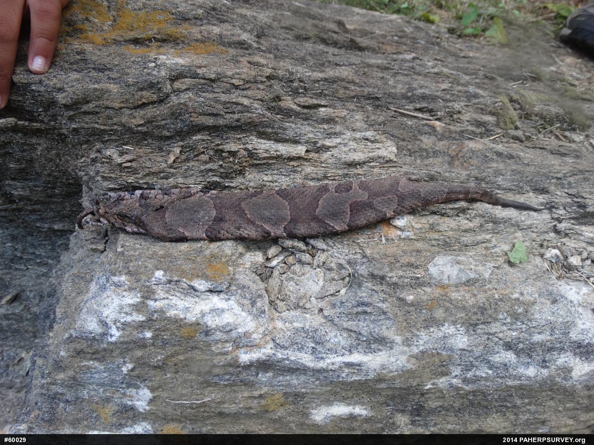 Northern Copperhead