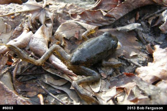 Green Frog