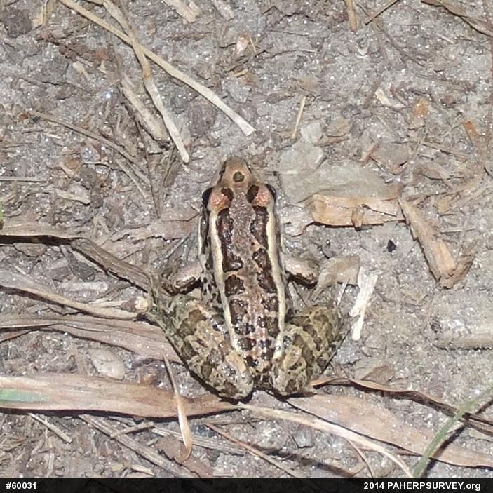 Pickerel Frog