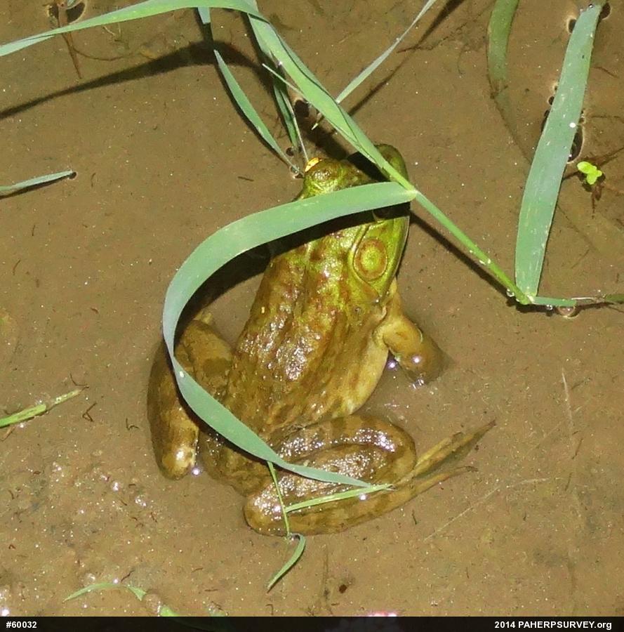 American Bullfrog