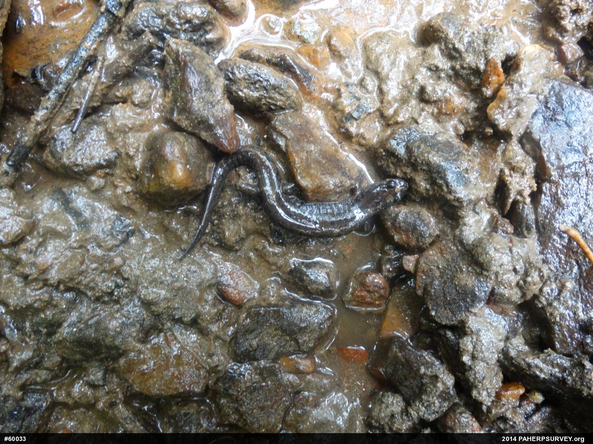 Northern Dusky Salamander