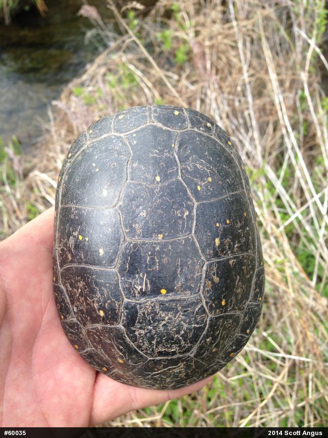 Spotted Turtle