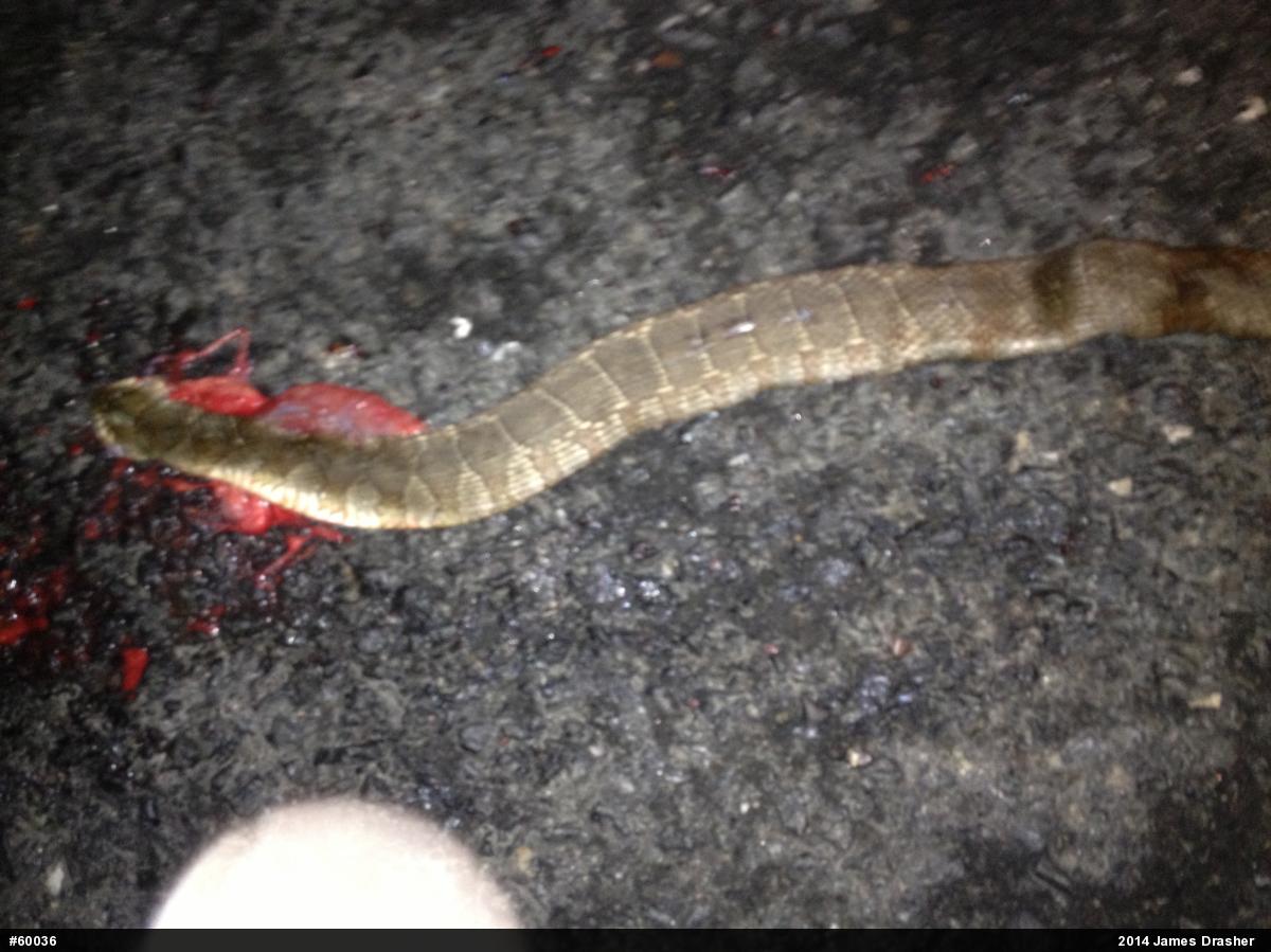 Northern Watersnake