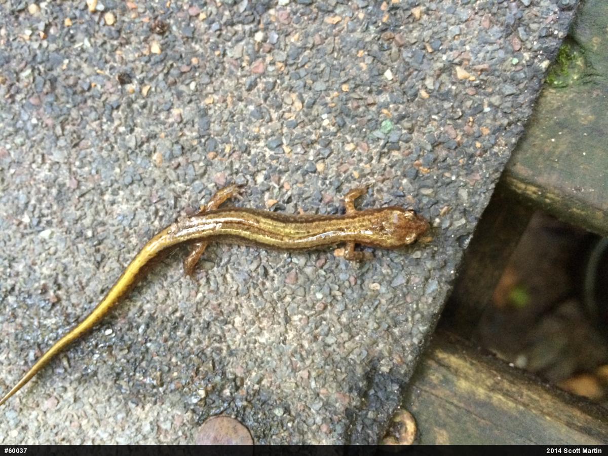 Northern Two-lined Salamander