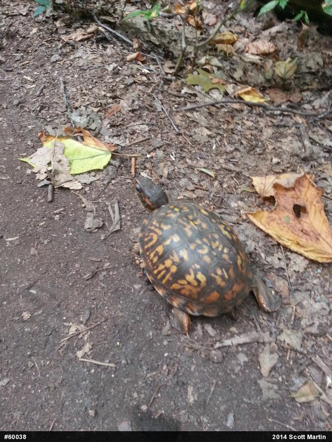 Eastern Box Turtle