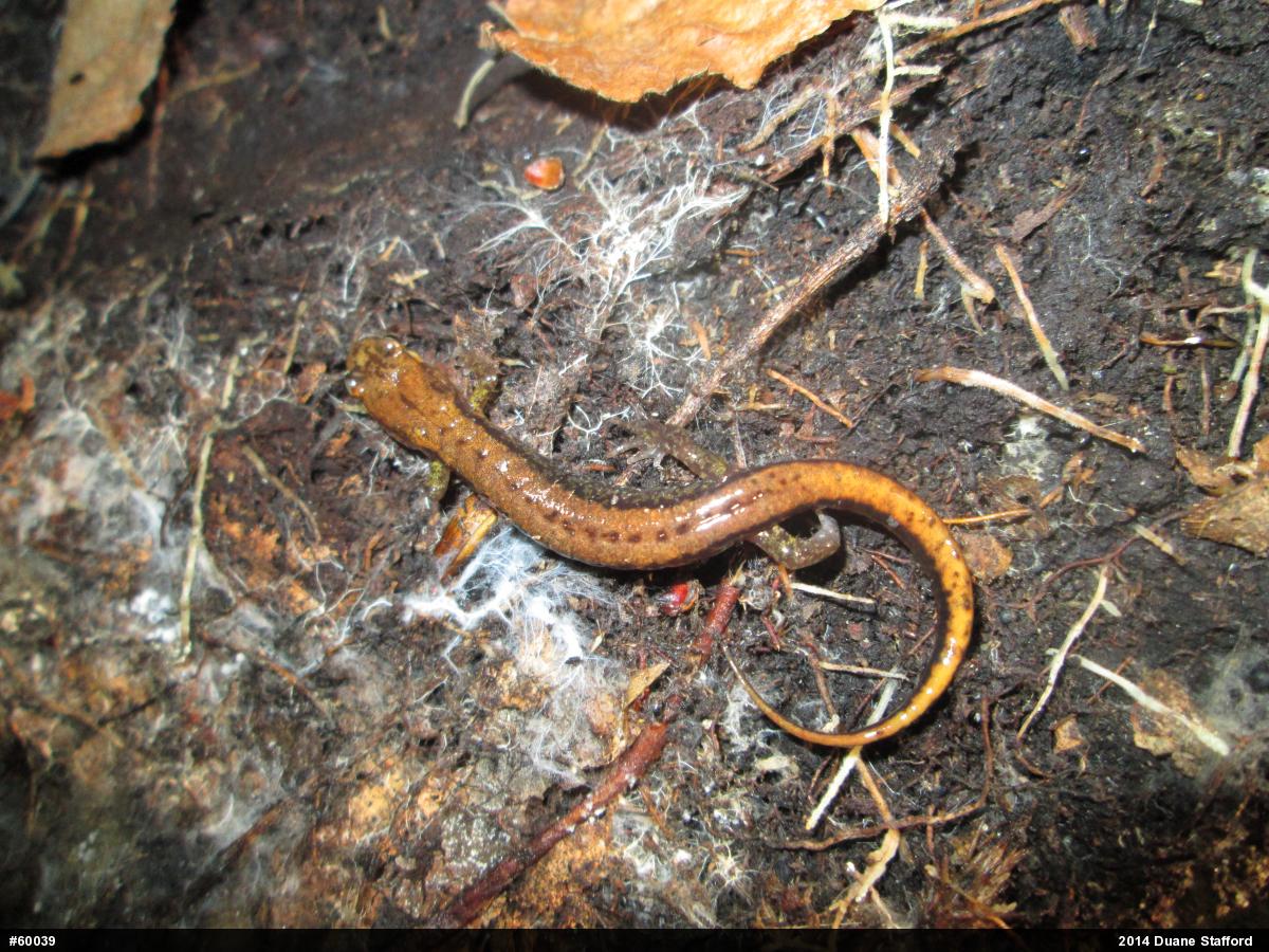 Allegheny Mountain Dusky Salamander