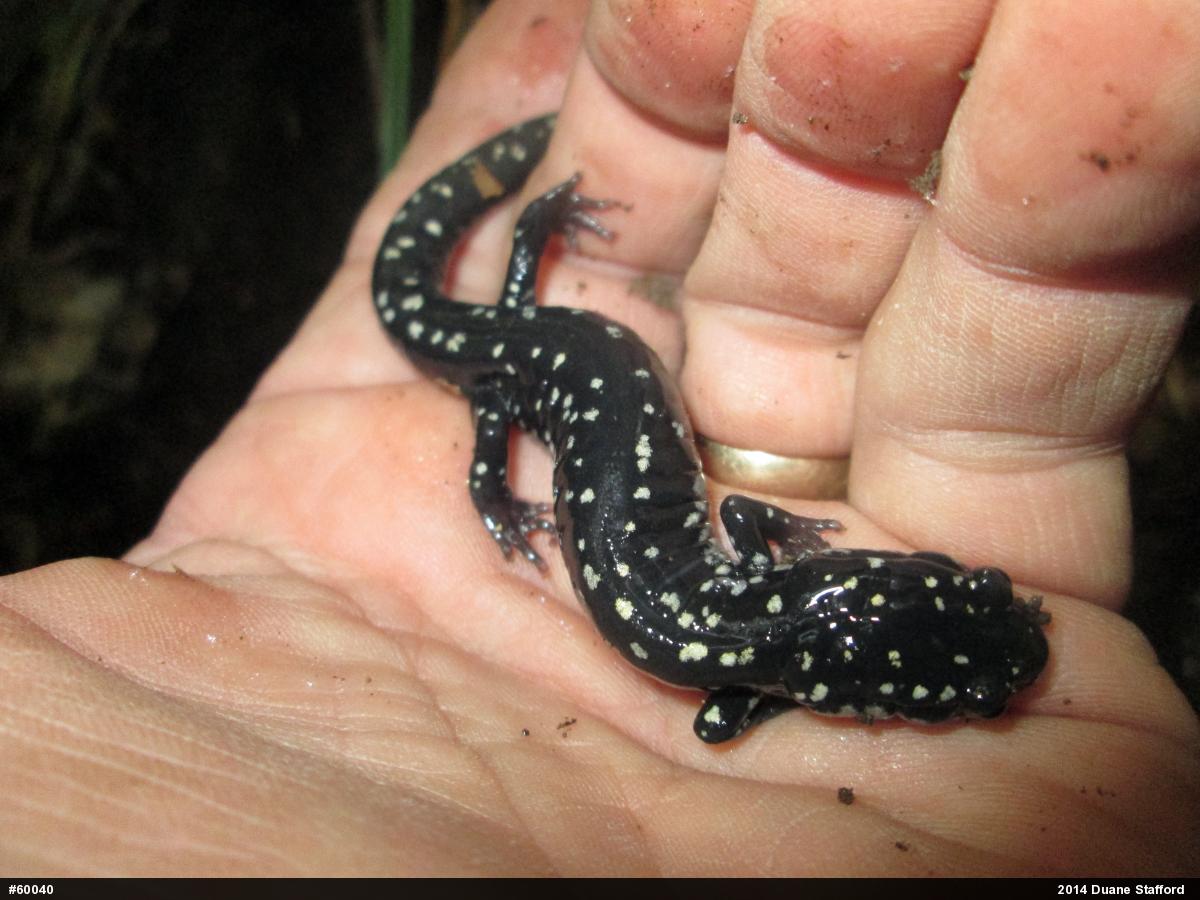 Northern Slimy Salamander