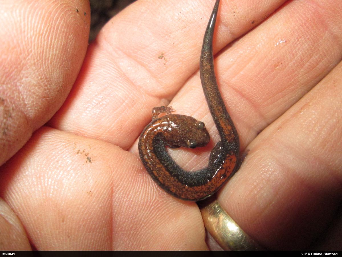 Eastern Red-backed  Salamander