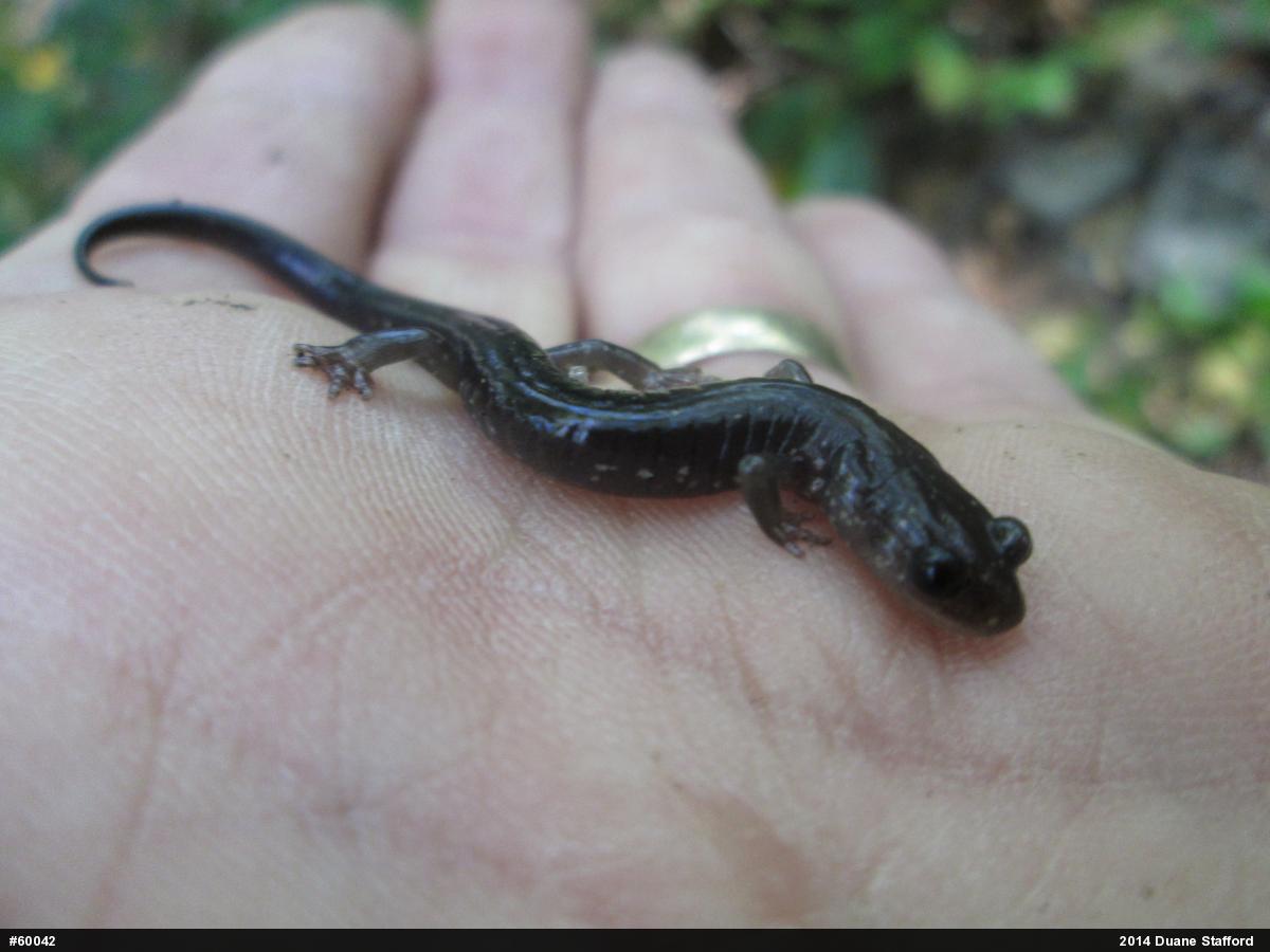 Wehrle's Salamander