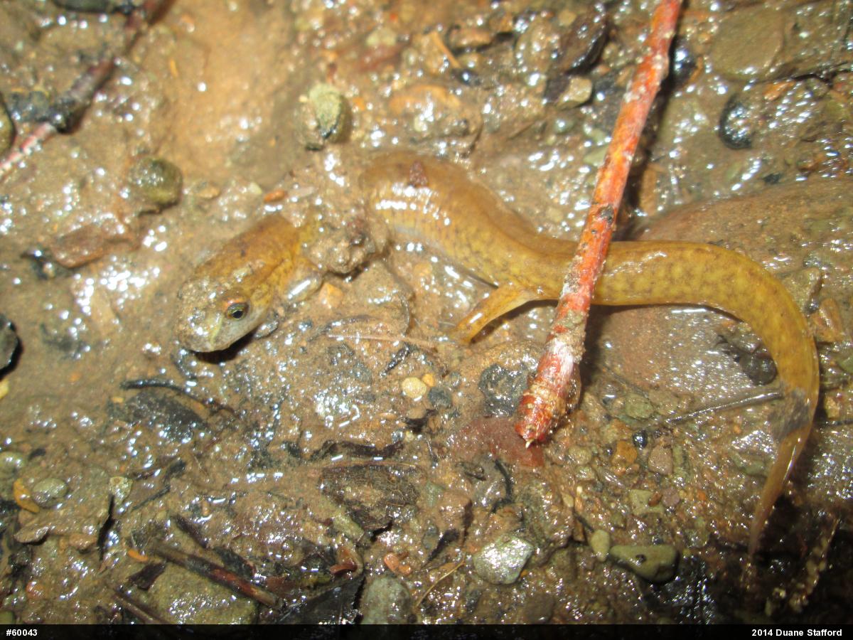 Northern Spring Salamander
