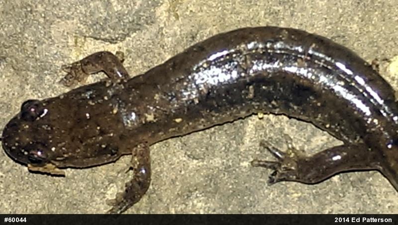Northern Dusky Salamander
