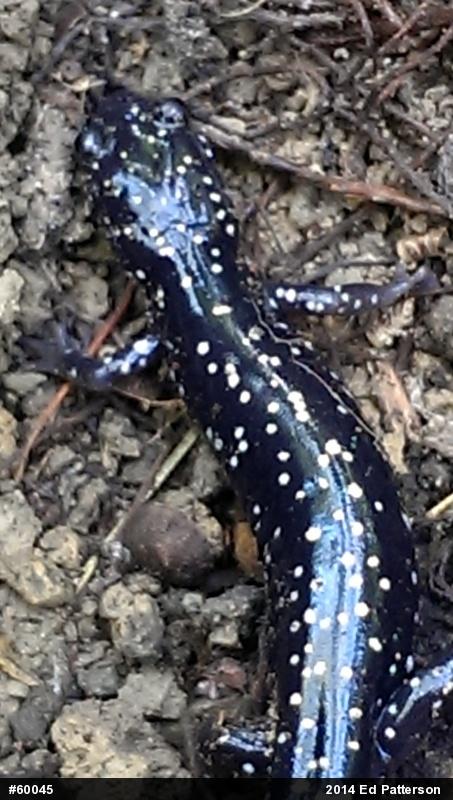 Northern Slimy Salamander