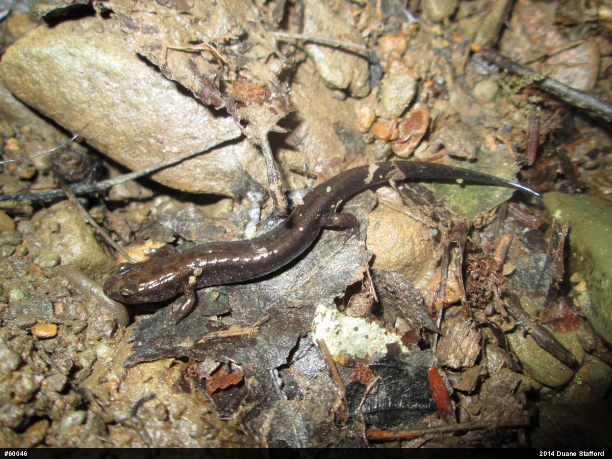 Allegheny Mountain Dusky Salamander
