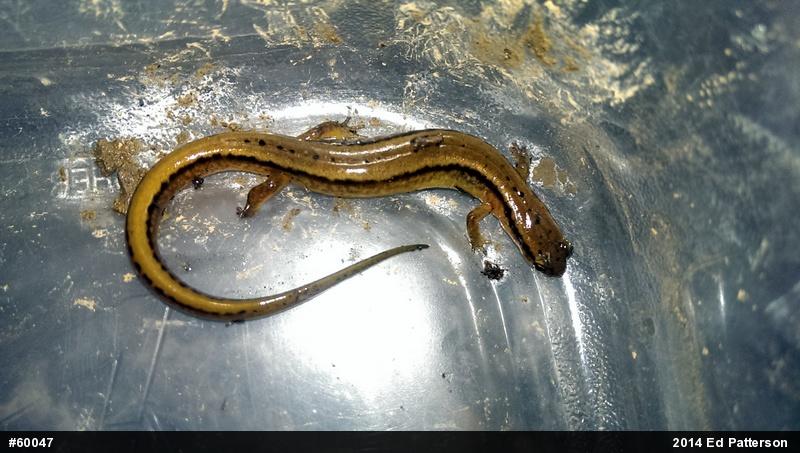 Northern Two-lined Salamander