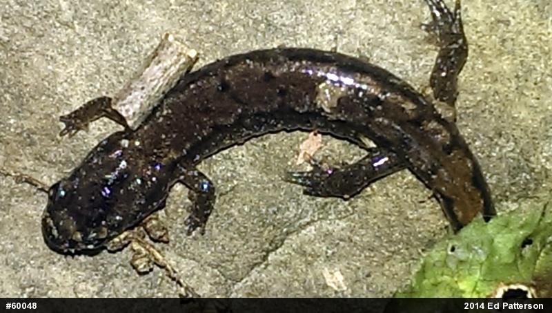 Northern Dusky Salamander