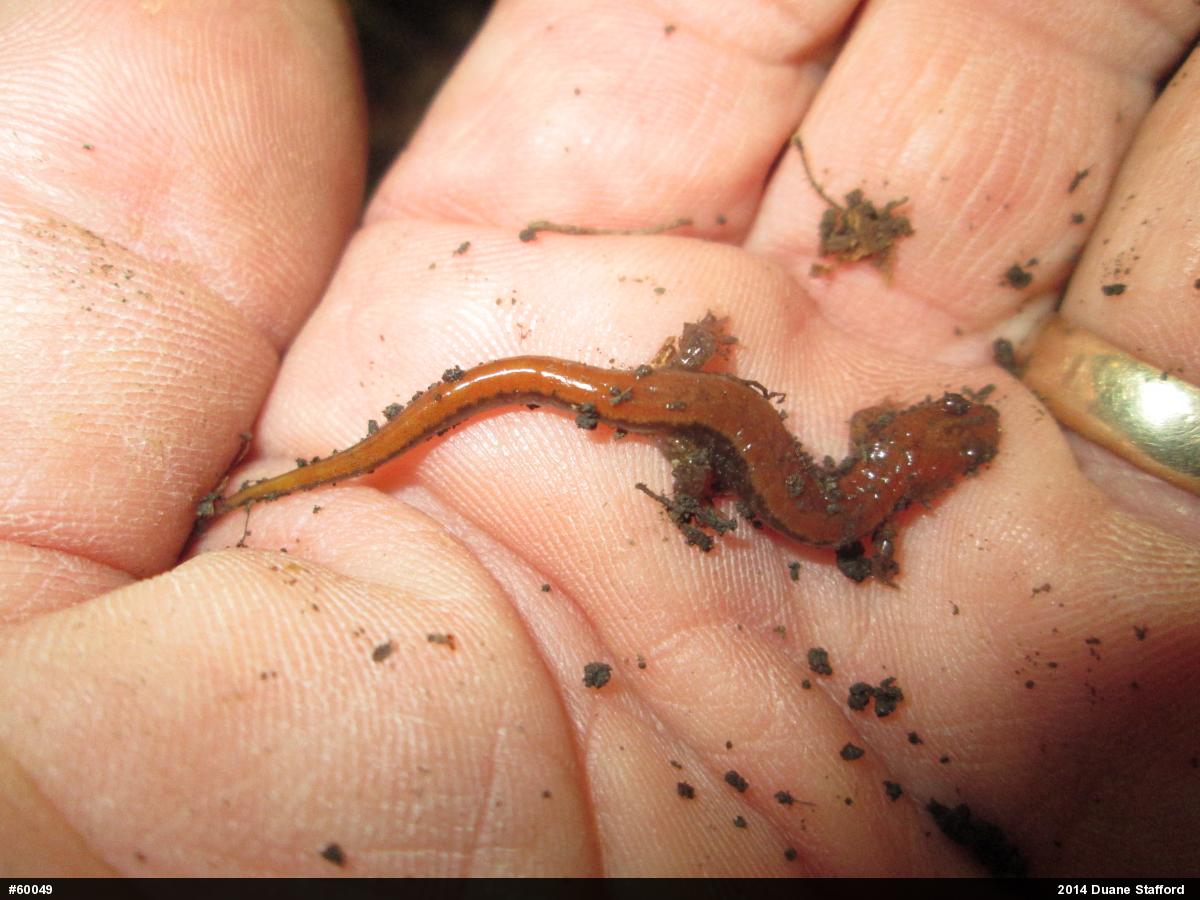 Allegheny Mountain Dusky Salamander
