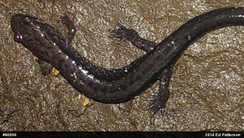 Allegheny Mountain Dusky Salamander