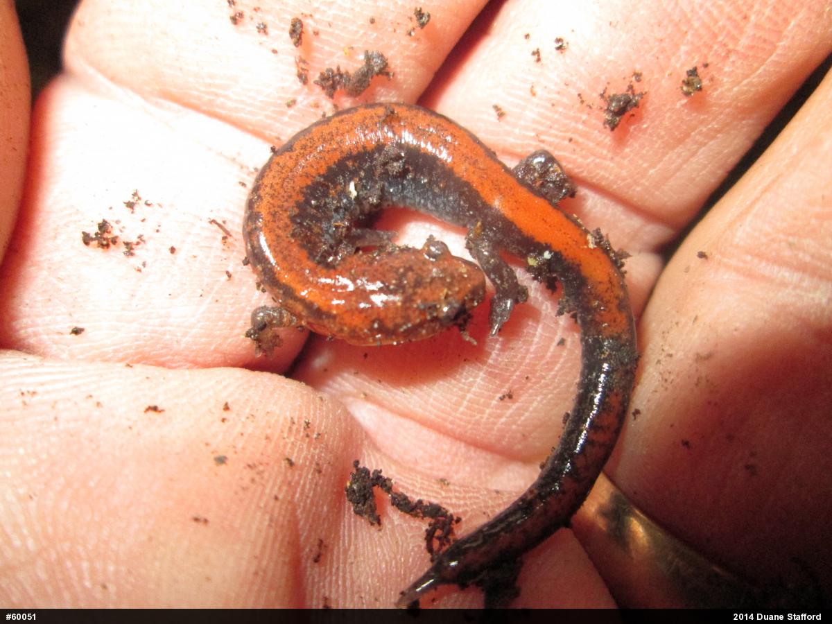 Eastern Red-backed  Salamander