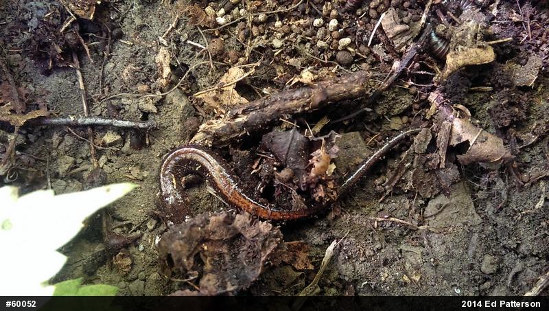 Eastern Red-backed  Salamander