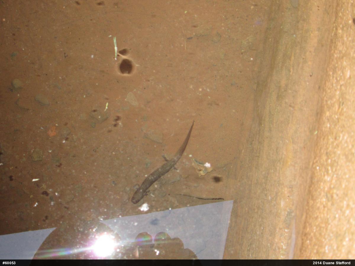 Northern Spring Salamander