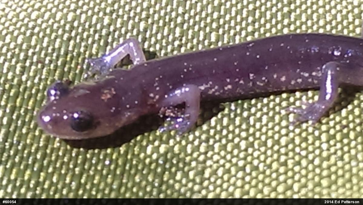 Wehrle's Salamander