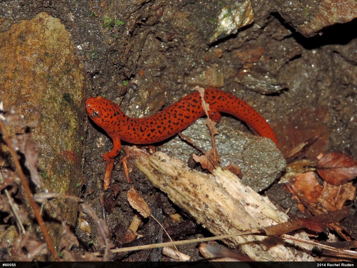 Northern Red Salamander