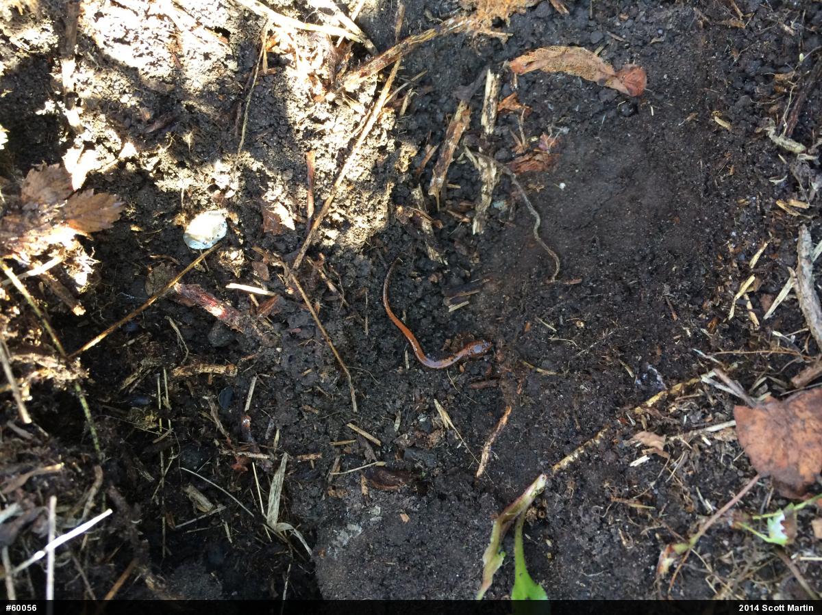 Eastern Red-backed  Salamander