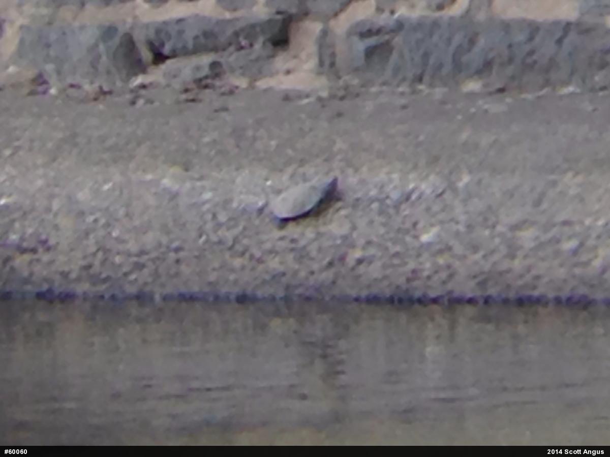 Northern Map Turtle